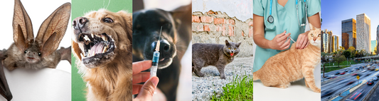 L.A. County Advisory - Rabies Positive Bat Dead in Glendale, CA